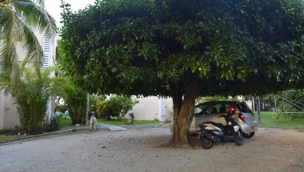 Bungalow Les Banians - 12